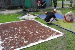 Harga cengkeh di Pulau Simeulue naik jadi Rp100 ribu per kilogram