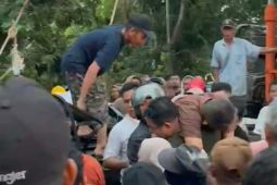 Pohon tumbang timpa minibus di Jambi pengemudi meninggal dunia