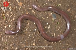 Peneliti temukan spesies baru Kadal Buta endemik Pulau Buton