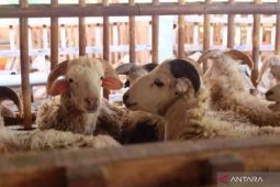 Lapak pedagang hewan kurban mulai bermunculan di Kabupaten Bekasi