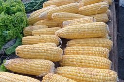 Produksi jagung di Lebak Januari-April tembus 1.563 ton