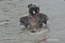 Gajah jinak di PKG Seblat Bengkulu