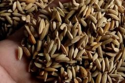 Benih padi lokal, warisan biodiversity Jambi yang harus dijaga