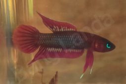 Selamatkan tempalak mirah Pulau Bangka dari ancaman kepunahan