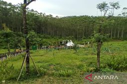 Orang Balik, di antara perusahaan kayu, sawit, dan IKN