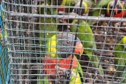 Karantina NTB gagalkan penyelundupan 81 ekor burung tujuan Surabaya