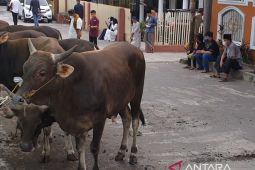 Dinas Peternakan Sumsel jamin stok hewan kurban  tersedia  cukup