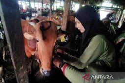 Legislator Kotim minta perketat pengawasan hewan kurban