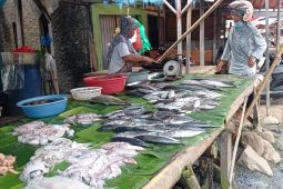 Tangkapan ikan nelayan Lebak tembus pasar ekspor