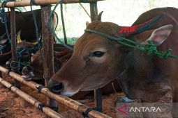 Pedagang siapkan 100 ekor sapi di Batola jelang Idul Adha 1446 Hijriah