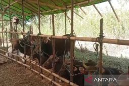 Banjarmasin mayoritas datangkan hewan kurban dari luar Kalimantan