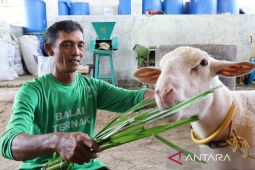 Baznas bantu entaskan kemiskinan di Blora Jateng melalui Program Balai Ternak