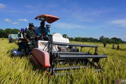 Korem 161 bersama Bulog NTT panen padi di Kabupaten Kupang