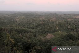 Kemenhut: Potensi kawasan hutan pacu model bisnis multiusaha kehutanan