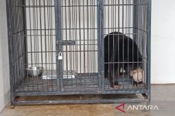 BKSDA Yogyakarta gencarkan operasi senyap kepemilikan ilegal satwa dilindungi