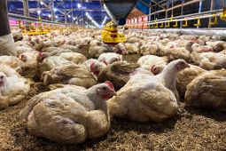 Kementan dan KPUN kolaborasi lindungi peternak ayam mandiri