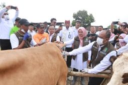 Bupati Ipuk: Ketersediaan hewan kurban melebihi kebutuhan warga