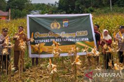 Polres Tapsel panen jagung dukung ketahanan pangan nasional