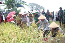 Danrem 051/Wkt panen padi bersama kelompok tani Bekasi