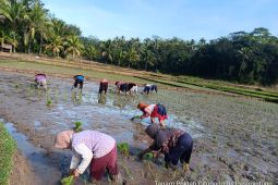 Pemkab Lebak lakukan percepatan tanam dukung swasembada pangan