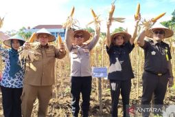 Panen jagung di Mukomuko dukung ketahanan pangan