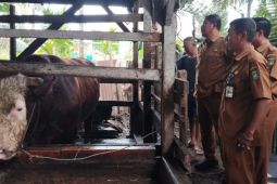 Presiden Prabowo salurkan satu ekor sapi kurban berbobot 750kg untuk Kota Dumai