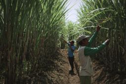 SGN dorong PG Kwala Madu jadi pilar penting capai swasembada gula