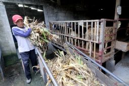 Penjualan domba pedaging di Kediri