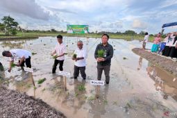 Bulog Belitung terus dampingi dan serap hasil panen petani