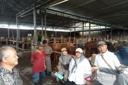 Pemkab Bantul menerjunkan 150 petugas pantau pemotongan hewan kurban