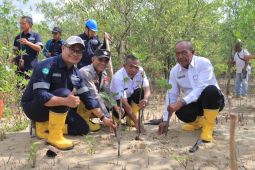 PT Timah tanam 2.500 mangrove di Pantai Pelambung Karimun