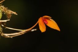Kemenhut ungkap penemuan spesies baru anggrek Bulbophyllum bukitrayaense