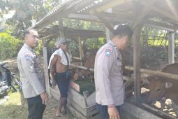 Polres Jembrana awasi penyakit sapi jelang Idul Adha