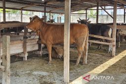 Peternak sapi lokal tembus pasar