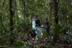 Lima orang utan dilepasliarkan di Taman Nasional Bukit Baka Bukit Raya