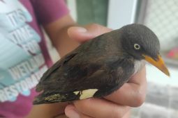 BKSDA Jambi gagalkan  pengiriman 434 ekor burung Jalak dan Kepodang