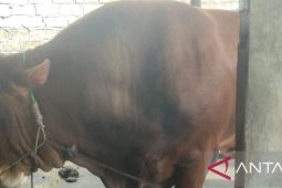 Pemkab Bangka mendapat bantuan sapi kurban dari Presiden RI