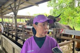 Pemkab Mimika datangkan 364 sapi dari Maluku jelang Idul Adha