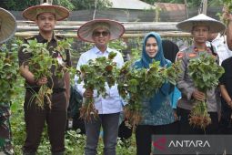 Pemkab Kolaka dorong kelompok tani galakkan tanam cabai