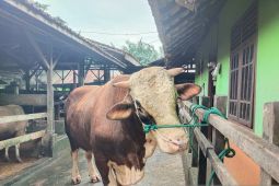 Pemkot Jambi  mendapat bantuan sapi kurban 770 kg dari Presiden Prabowo