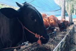 Presiden Prabowo kurban 18 ekor sapi di Sultra