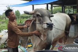 Presiden Prabowo beli dua sapi kurban di Kota Metro
