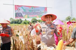 Polres Jember dukung ketahanan pangan dengan panen dan tanam jagung