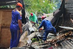 BPBD Belitung evakuasi pohon tumbang menimpa rumah warga