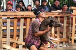 Lomba tangkap babi di Pontianak