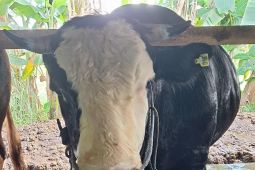 Karantina pastikan sapi bantuan Presiden Prabowo untuk Kabupaten Bintan aman dan sehat