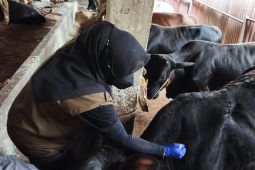 Kebutuhan hewan kurban di Bandarlampung capai 7.000 ekor