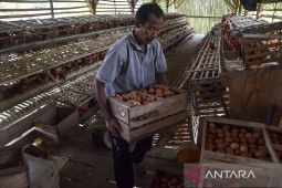BUMdes penyedia telur ayam untuk program MBG