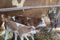 Sumsel miliki stok 32 ribu sapi untuk kurban rayakan Idul Adha