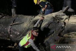 Petugas menuntaskan penanganan pohon tumbang tutup jalur selatan Cianjur